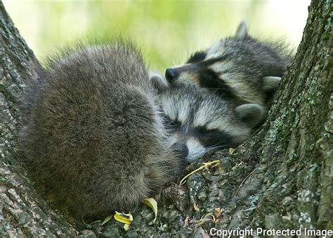 Sleeping Baby Raccoons at Mount Auburn Cemetery_2467.jpg | Frank Vitale Photography