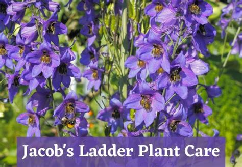 Jacob’s Ladder Plant Care | Flowersandflowerthings