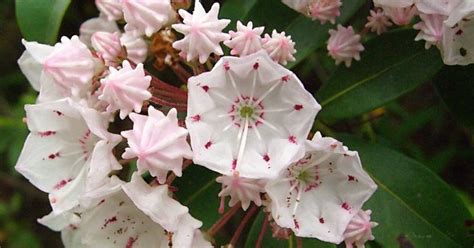 Pennsylvania State Flower - The Mountain Laurel - ProFlowers Blog | Shade loving shrubs, Plants ...