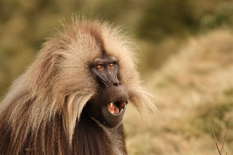 Different Yawns Send Different Messages for Gelada Baboons | WIRED