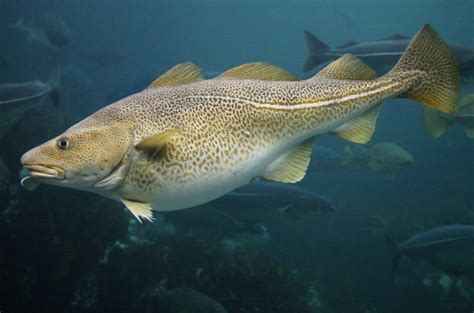 Changes in forage fish abundance alter Atlantic cod distribution, affect fishery success – What ...