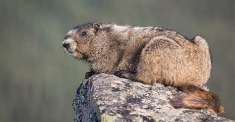 Olympic Marmot - A-Z Animals