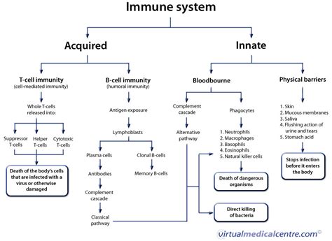 Human immune system | Healthengine Blog