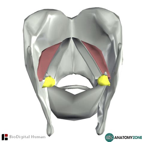 Anatomy Feed • AnatomyZone