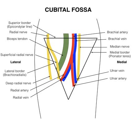 CUBITAL FOSSA