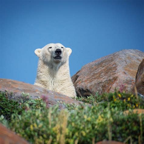 Churchill’s Polar Bears of August - Churchill Polar Bears