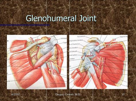 Glenohumeral Joint Muscles