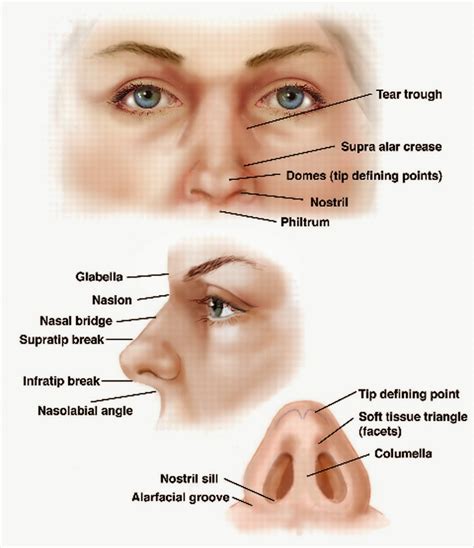 Anatomi dan Fisiologi Hidung dan Sinus Paranasalis | Artikel Kesehatan