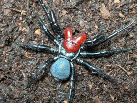 Mygalomorphae or primitive spiders