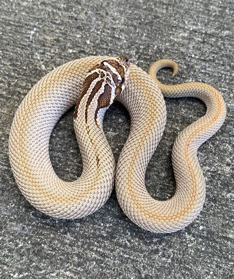 Super Anaconda phase Western Hognose Snake for sale | Snakes at Sunset