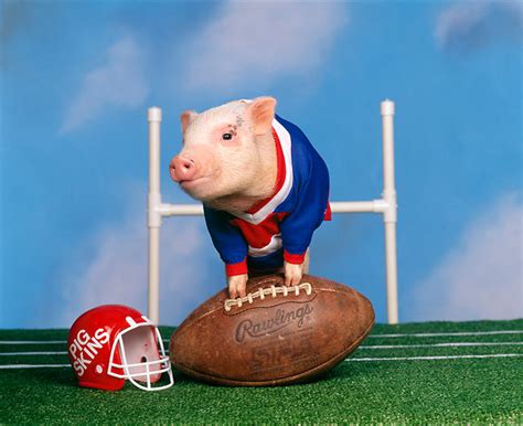 football - Animal Stock Photos - Kimballstock