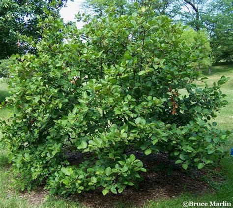 Speckled Alder - Alnus incana - North American Insects & Spiders