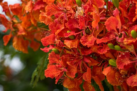 Royal Poinciana | SCENE of HAWAII by wavees