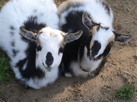 Goat Breeding 101: Beginners Guide to Breeding Season – GoatFarmers.com | Goats, Breeding goats ...