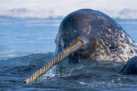 The horn of a narwhal : natureismetal