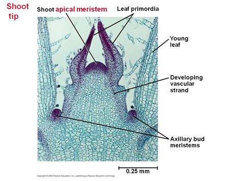 Primary Growth of Shoots - Apical Meristems