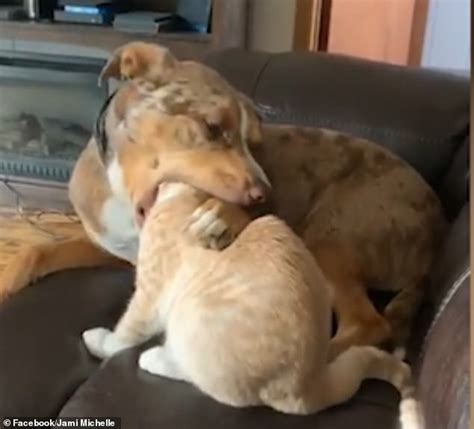 Dog puts a cat's entire HEAD in its mouth when friendly licking turns ...