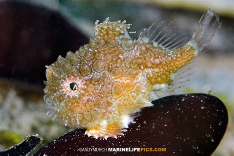 A Pacific Spiny Lumpsucker, one of my all-time favorite fish. | Animals ...