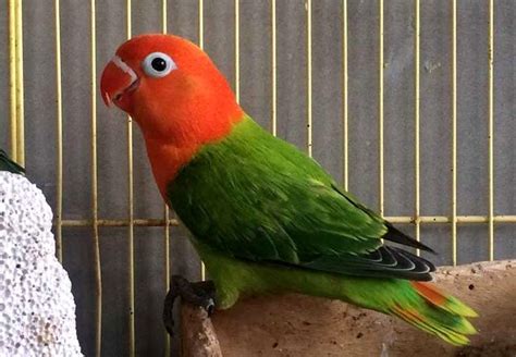 Harga Lovebird Biola Dark Green | Love Bird Mantap