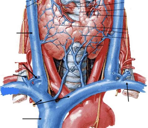 Where Innominate Vein Anatomy