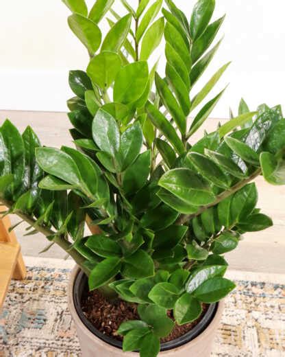 Buy Large ZZ Plant, Zamioculcas Zamiifolia Online | PlantVine