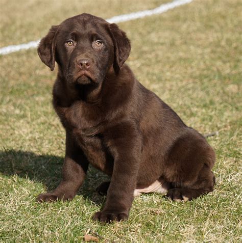 AKC Registered Labrador Retriever For Sale Sugarcreek, OH Male- Diesel ...