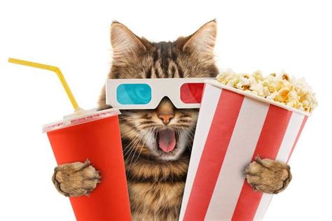 Can Cats Eat Popcorn? Is Popcorn Dangerous For Your Kitty?