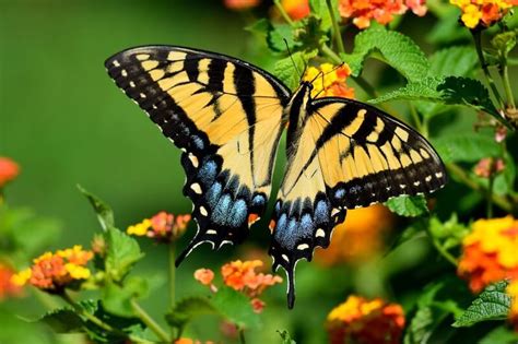 Swallowtail Butterfly Facts - Wikinut