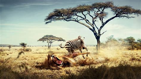 Lion Vs Zebra Animals wallpaper | animals | Wallpaper Better