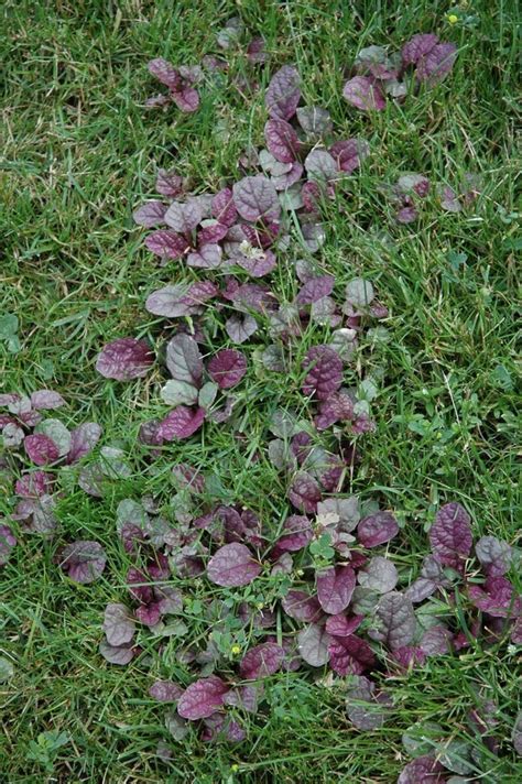 ajuga ground cover growing in lawn....Roundup?