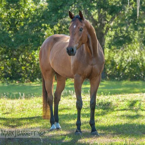 Horses Stock Photography and Equine Images by Mark J. Barrett | Horses ...