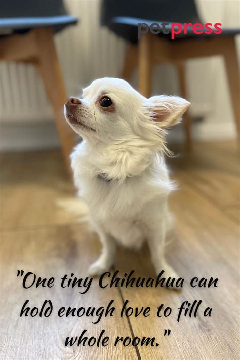 Tiny but Big Wisdom: 50 Best Chihuahua Dog Quotes That Inspire