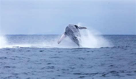 Beaches Near Montañita – Wanderbus Ecuador