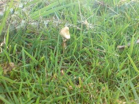 **The Official UK Liberty Cap Mushroom Season 2015** - Mushroom Hunting and Identification ...