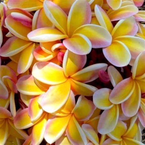 Plumeria Frangipani Lei Rainbow | 5" Pot - Plant Hawaii