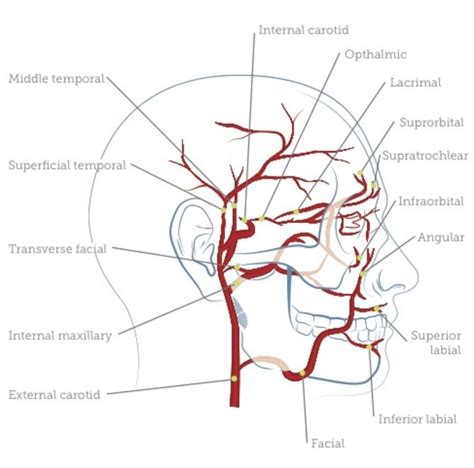 Image result for ophthalmic artery branches | ultrasound | Pinterest