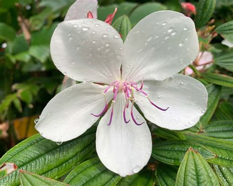 Tibouchina heteromalla | GardensOnline