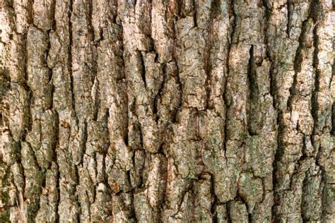 Oak bark texture Stock Photo by ©dovapi 125732960