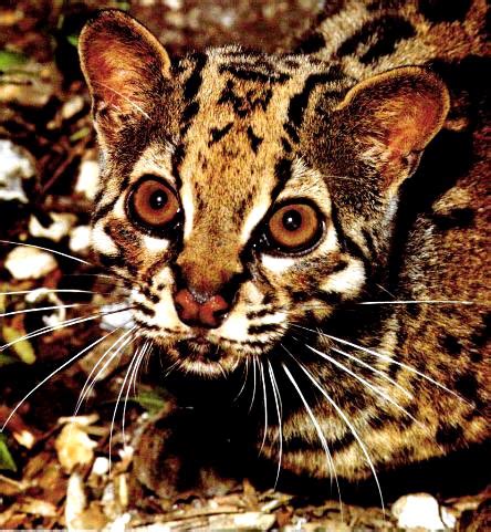 The Marbled Cat, Beautiful, Big, Rare, Spotted Wild Cat Photograph ...