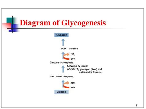 Glycogenesis: Steps, Regulation, Glycogenolysis & Significance