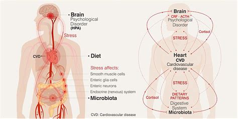 Frontiers | Stress, Dietary Patterns and Cardiovascular Disease: A Mini-Review