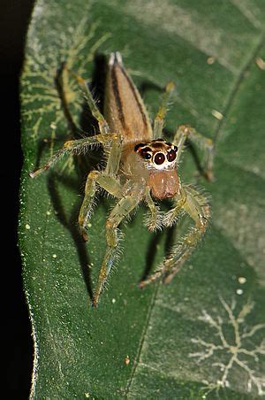 Jumping spider Facts for Kids