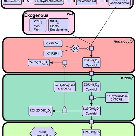 | the vitamin d synthesis pathway. Vitamin D3 can be acquired both... | Download Scientific Diagram