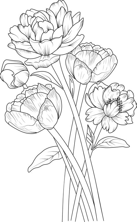 Peony flower sketch art. Black outline drawing is perfect for coloring ...