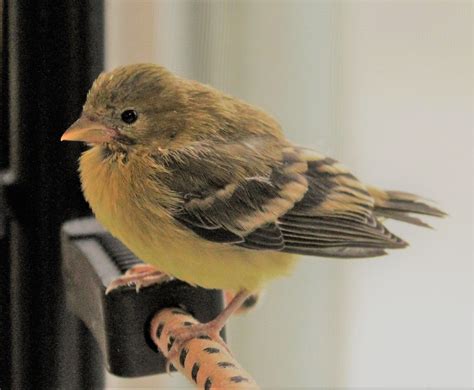 American Goldfinch Baby