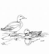 Duck Pond Coloring Page sketch template