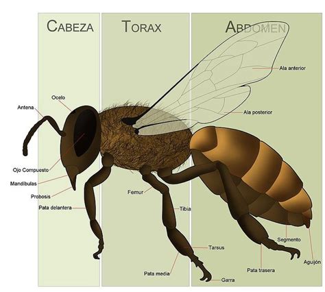 Anatomia de l'abella | Bee, Bee keeping, Beekeeping for beginners