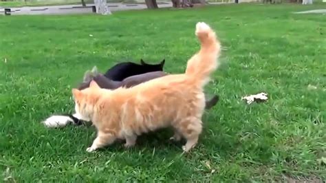 Cat Mating For The First Time I Cat Mating Compilation, Animals Mating - YouTube