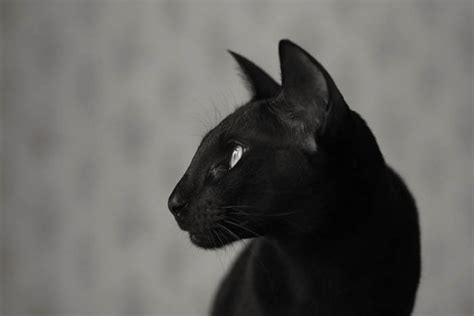 Black Siamese Cats-Is There Such A Breed? | Cat-World