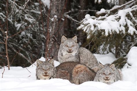 Animal Facts: Canada Lynx | Canadian Geographic